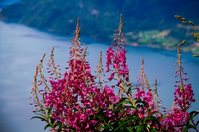 Традиционный русский чай – напиток из ароматного и полезного кипрея (Иван - Чай)